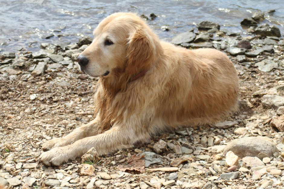 Метис кокапу