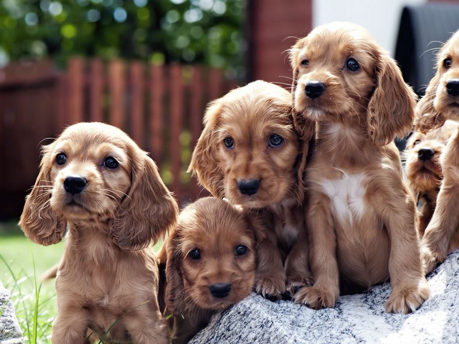 Спаниель собака из Инстаграм