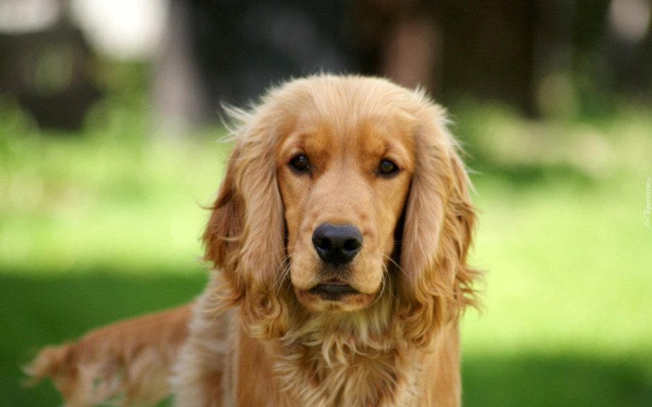 Английский кокер спаниель золотой