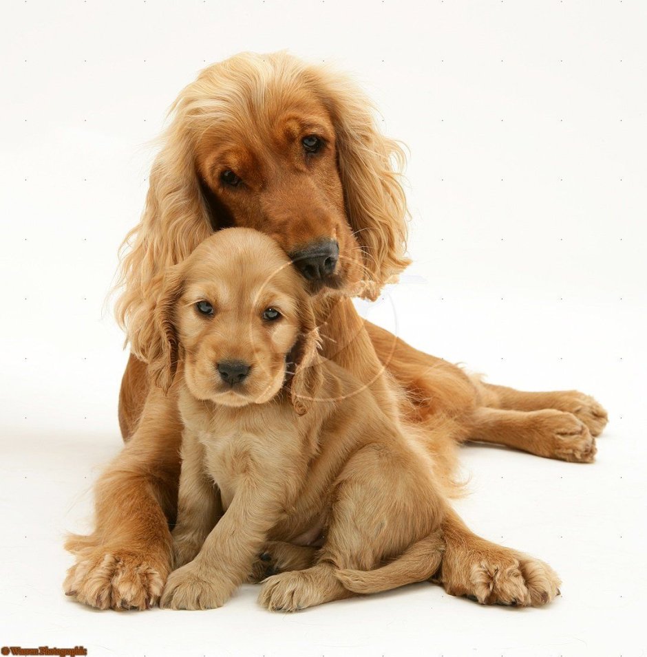 Маленький спаниель мальчик