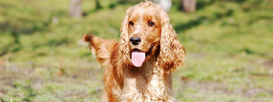 Кокер спаниель леди