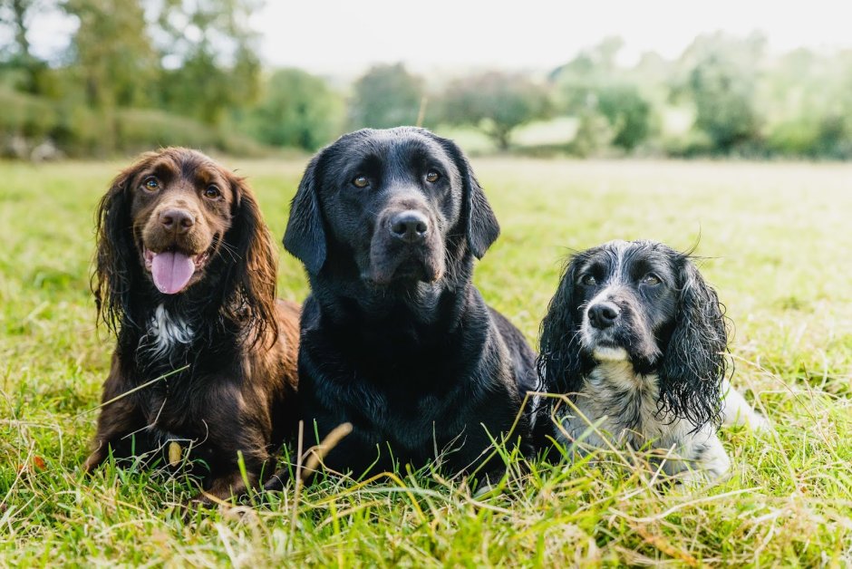 Кокер лабрадор