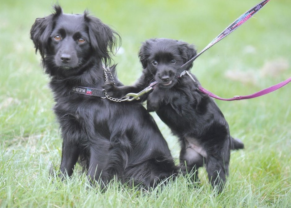 Семья и собака спаниель