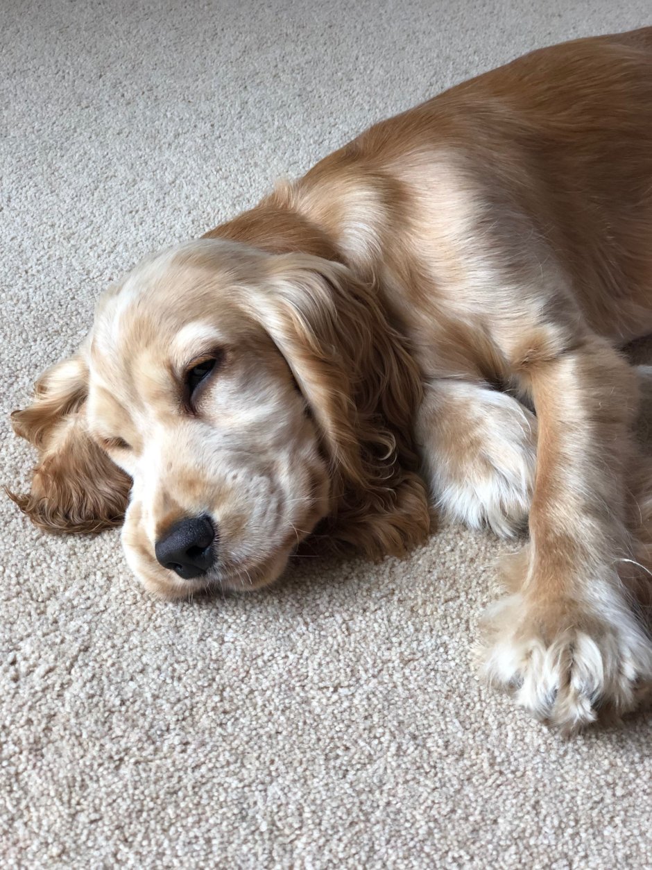 Английский кокер спаниель рыжий