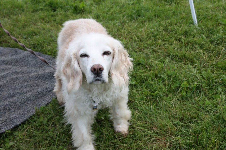 Кокер спаниель и ретривер