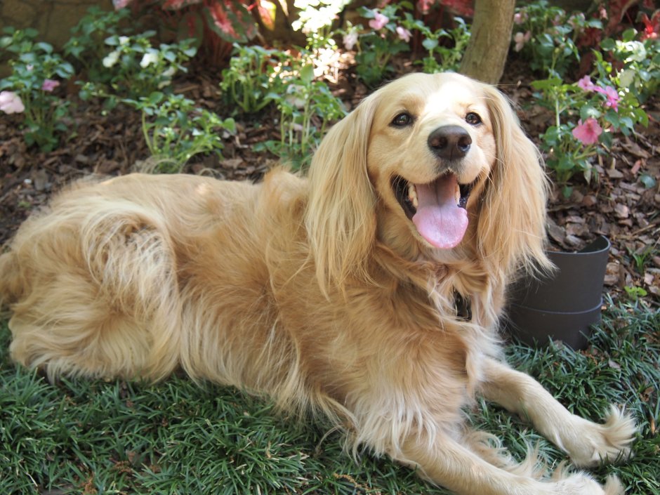 Золотистый ретривер спаниель