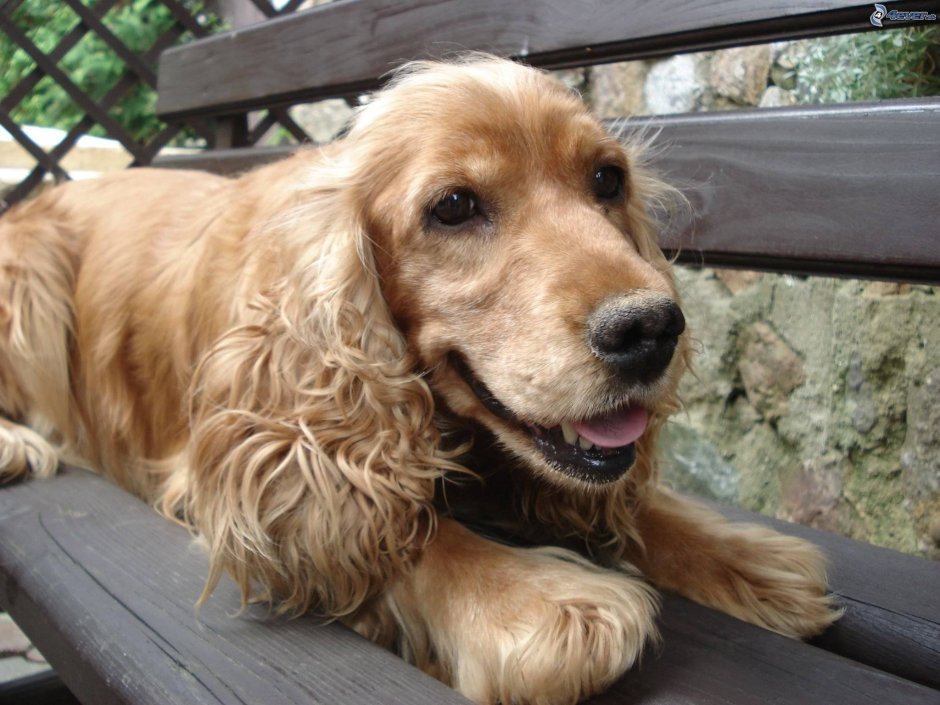 Спаниель собака клыки