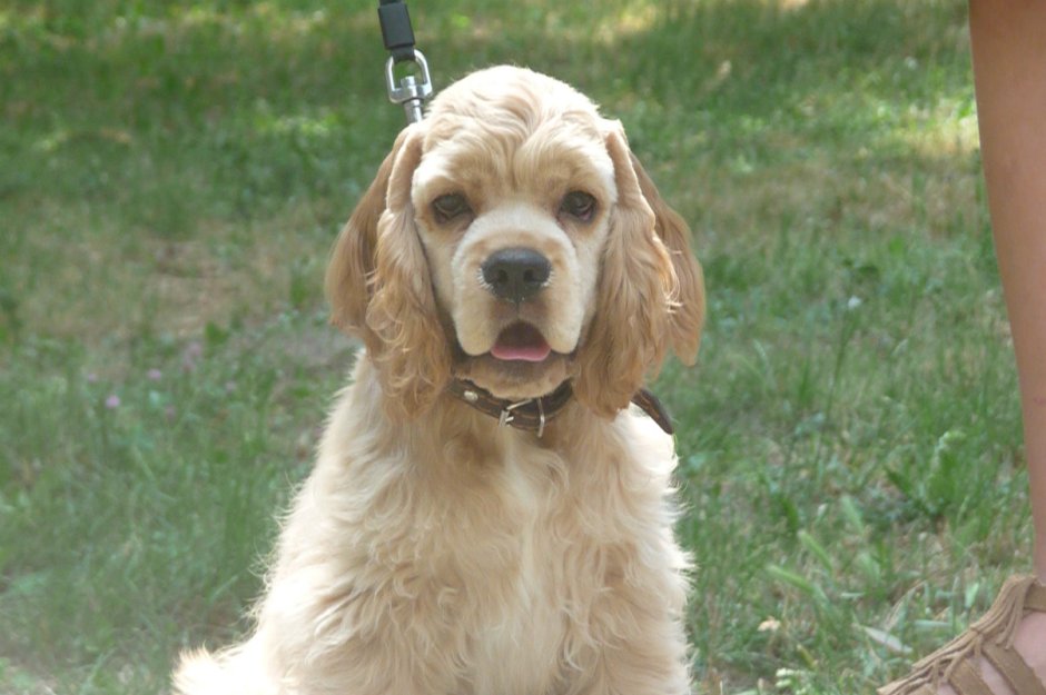 Кокер спаниель и лабрадор