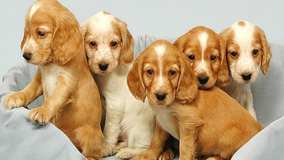 Английский кокер спаниель золотистый