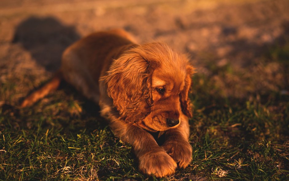 Порода кокер спаниель