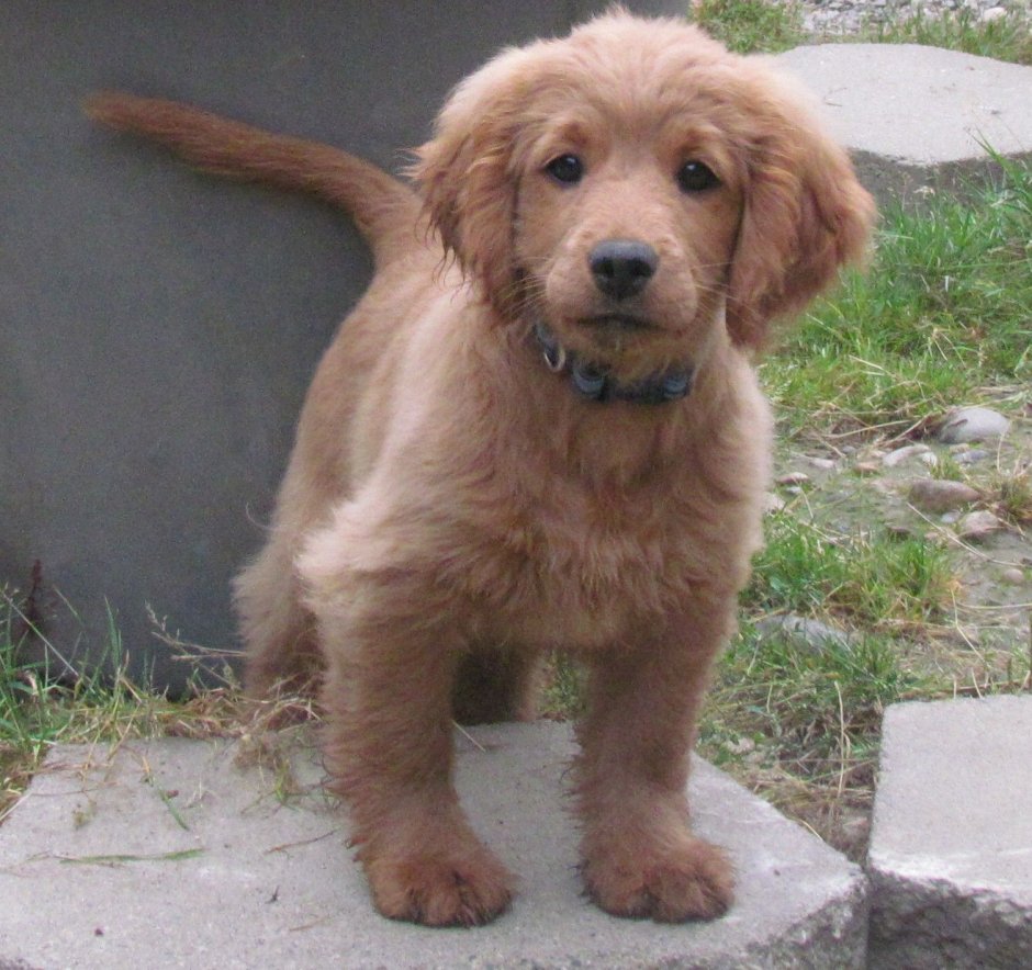 Английский кокер-спаниель