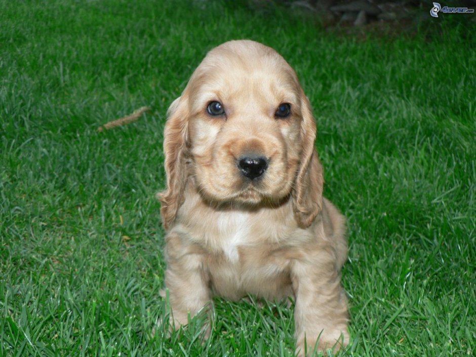 Кокер спаниель и ретривер