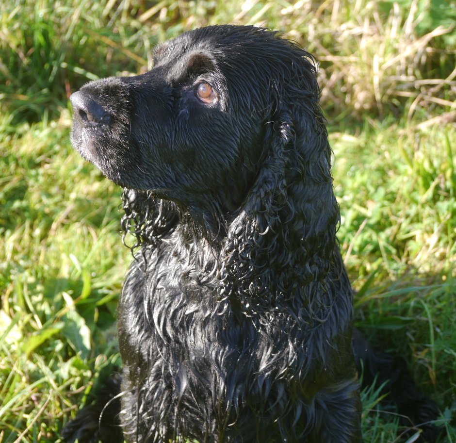 Лабрадор ретривер кокер спаниель