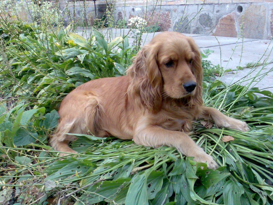 Английский кокер спаниель золотой