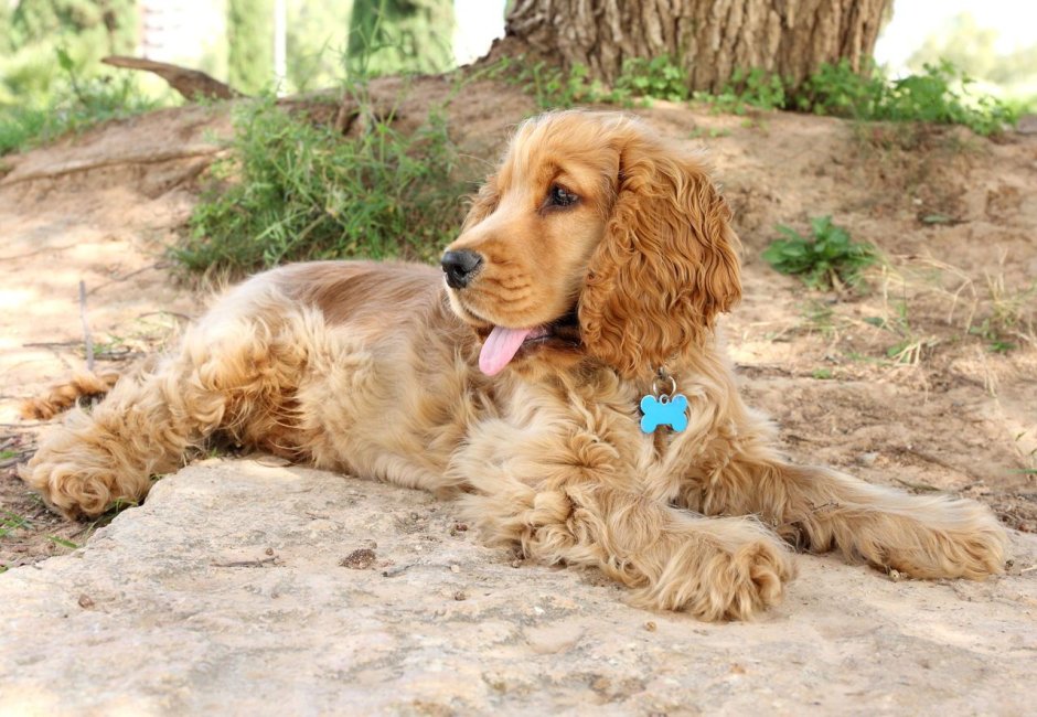 Коротколапые спаниель