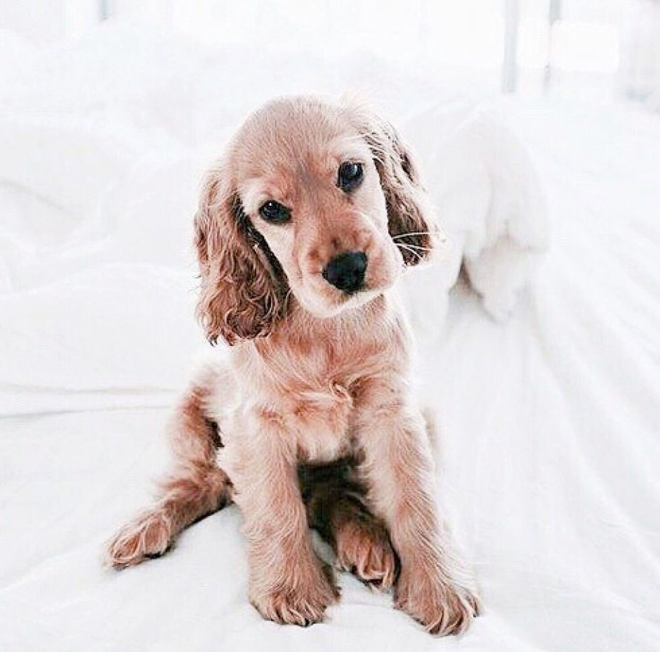 Кокер спаниель щенок