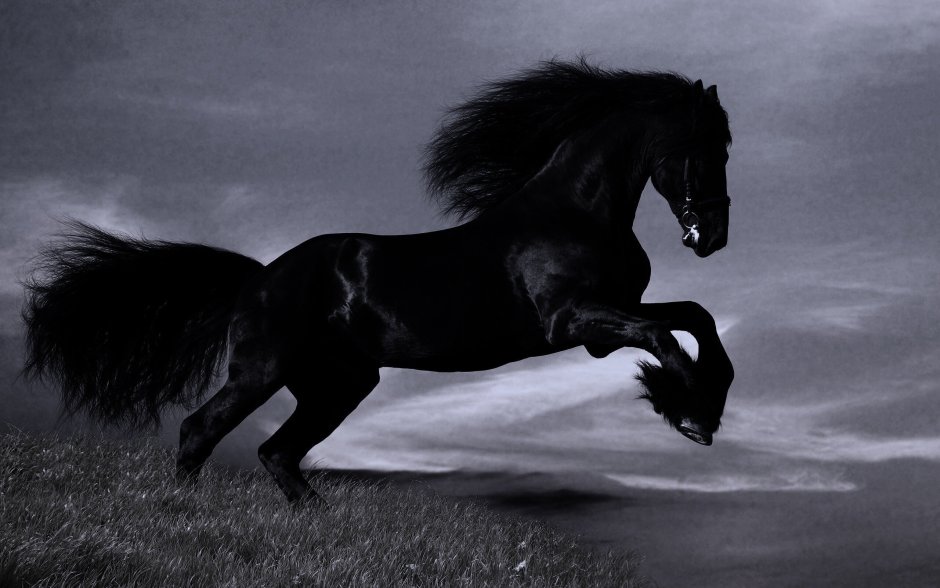 Николай Когут Black Horse