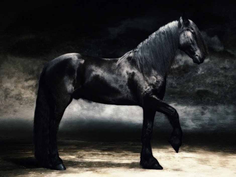 Николай Когут Black Horse