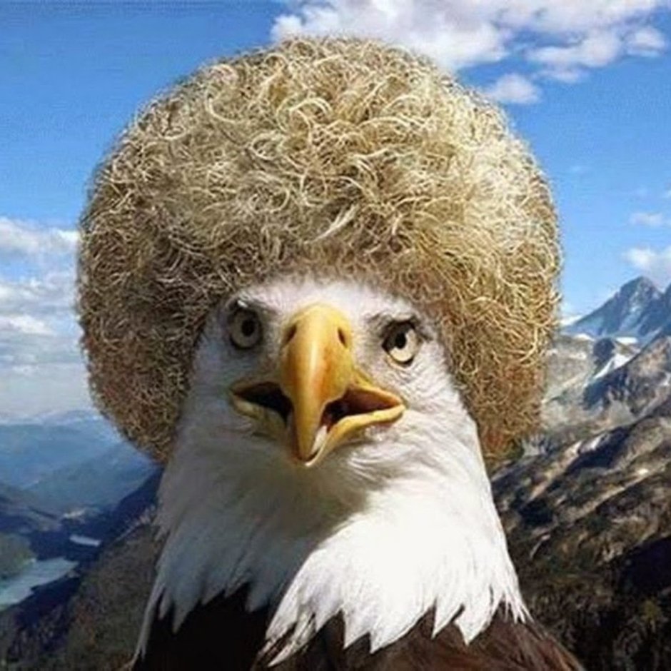 Орел Дагестан