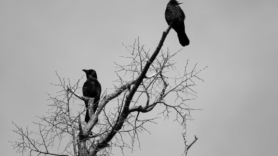 2 Птички на ветке