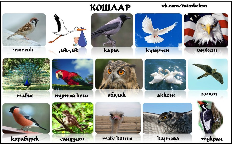 Летающие и нелетающие птицы