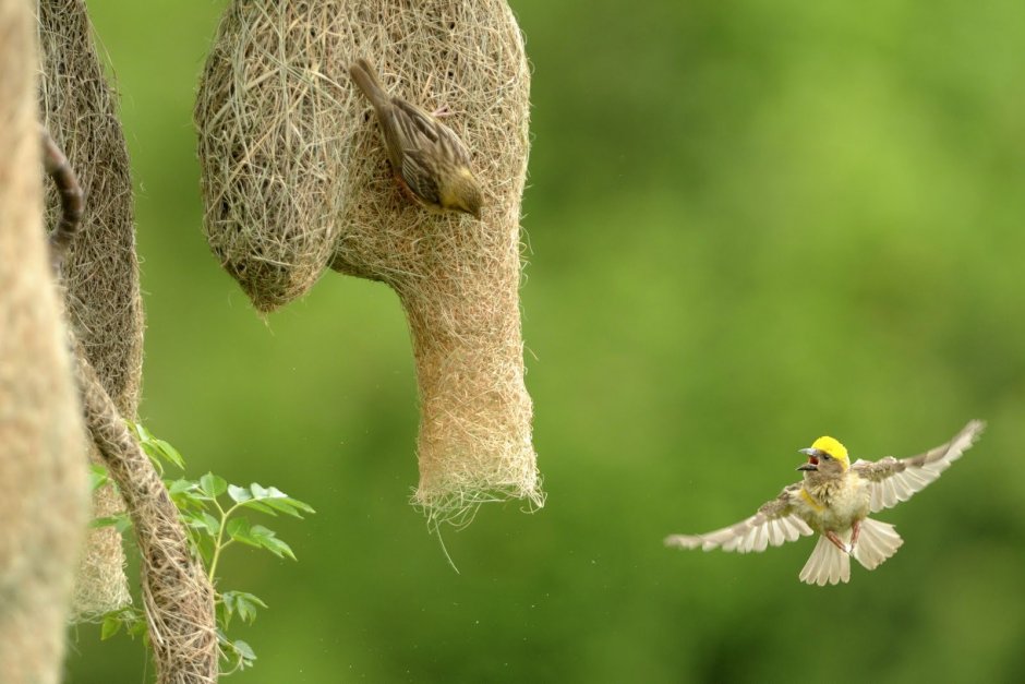 Weaver Finch