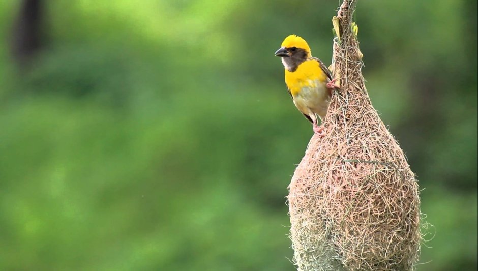 Weaver Ткач