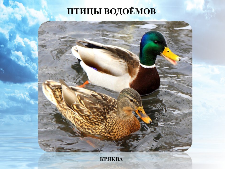 Кряква утка