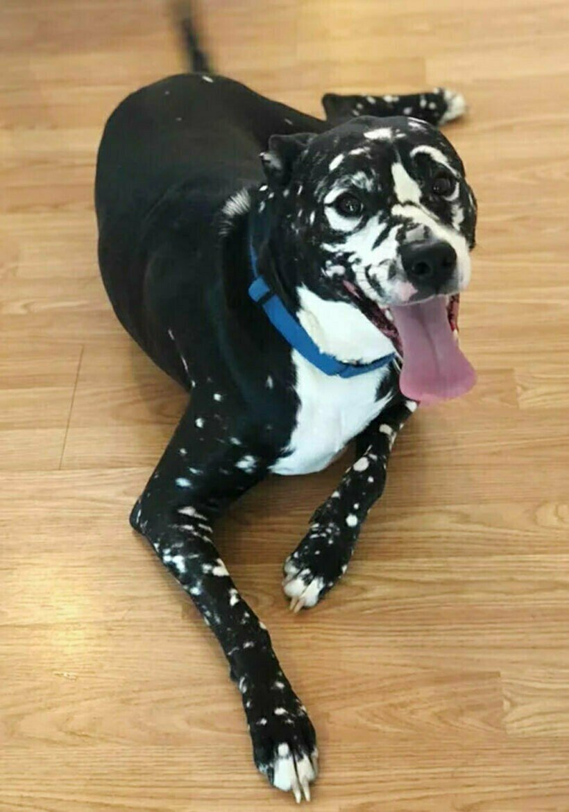 Ротвейлер с витилиго