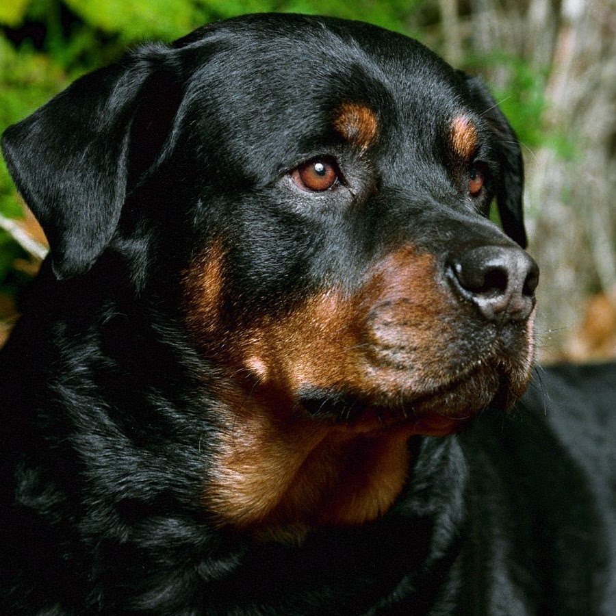 Ротвейлер из пластилина