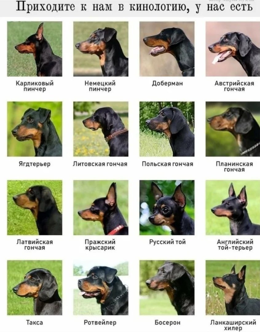 Доберман злой