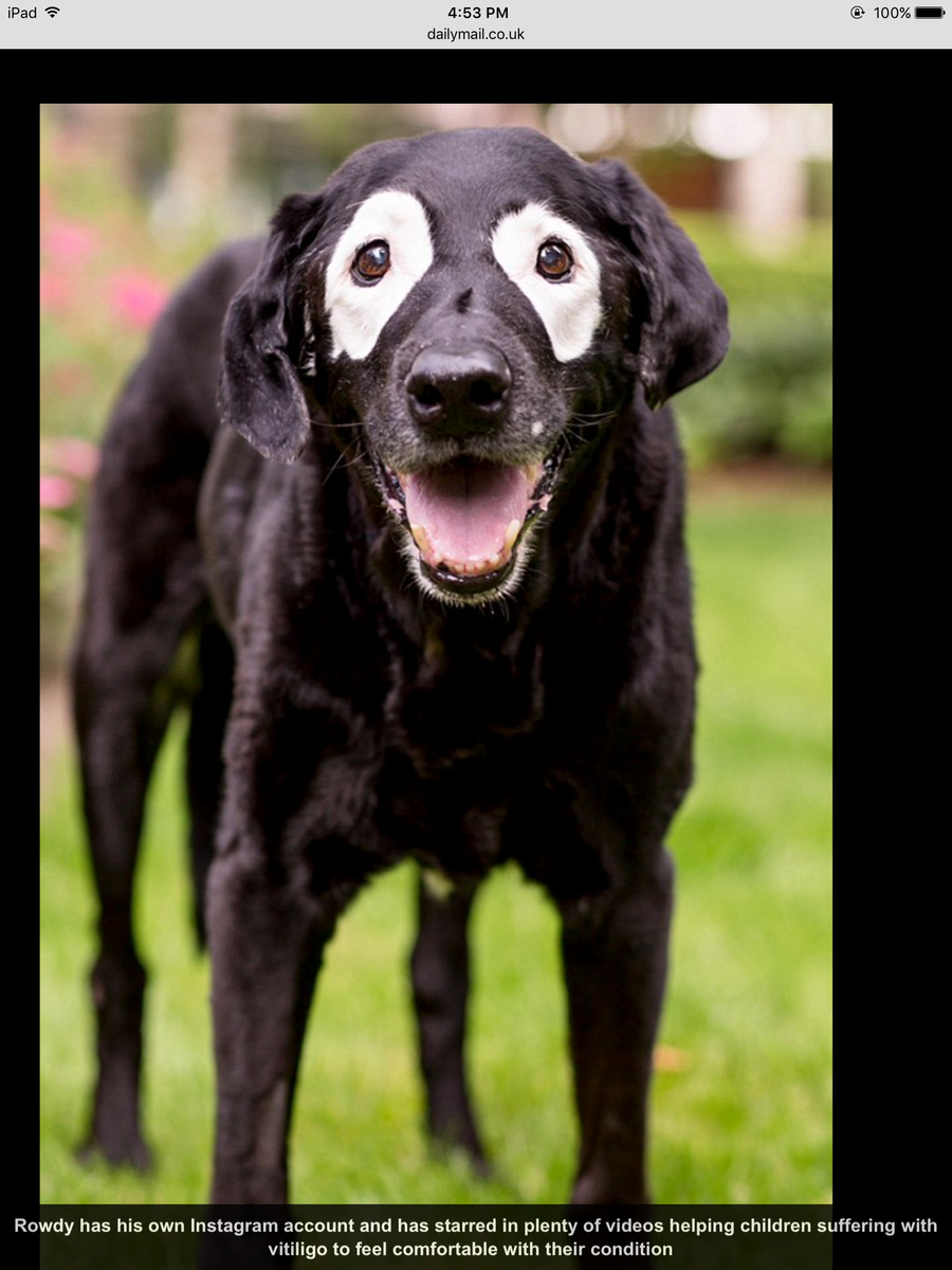 Ротвейлер собака убийца