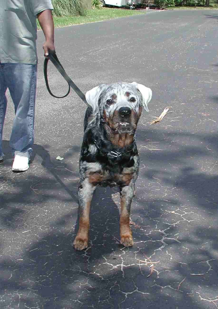 Ротвейлер с витилиго