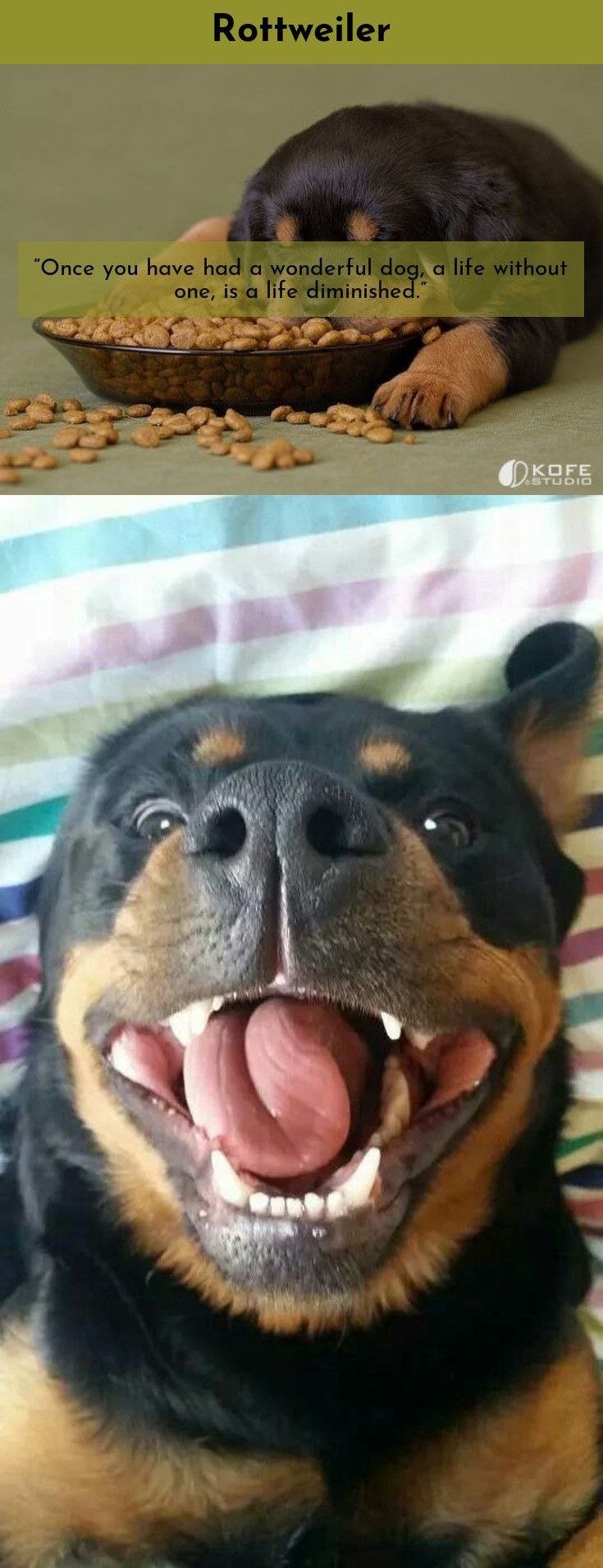 Ротвейлер любовь