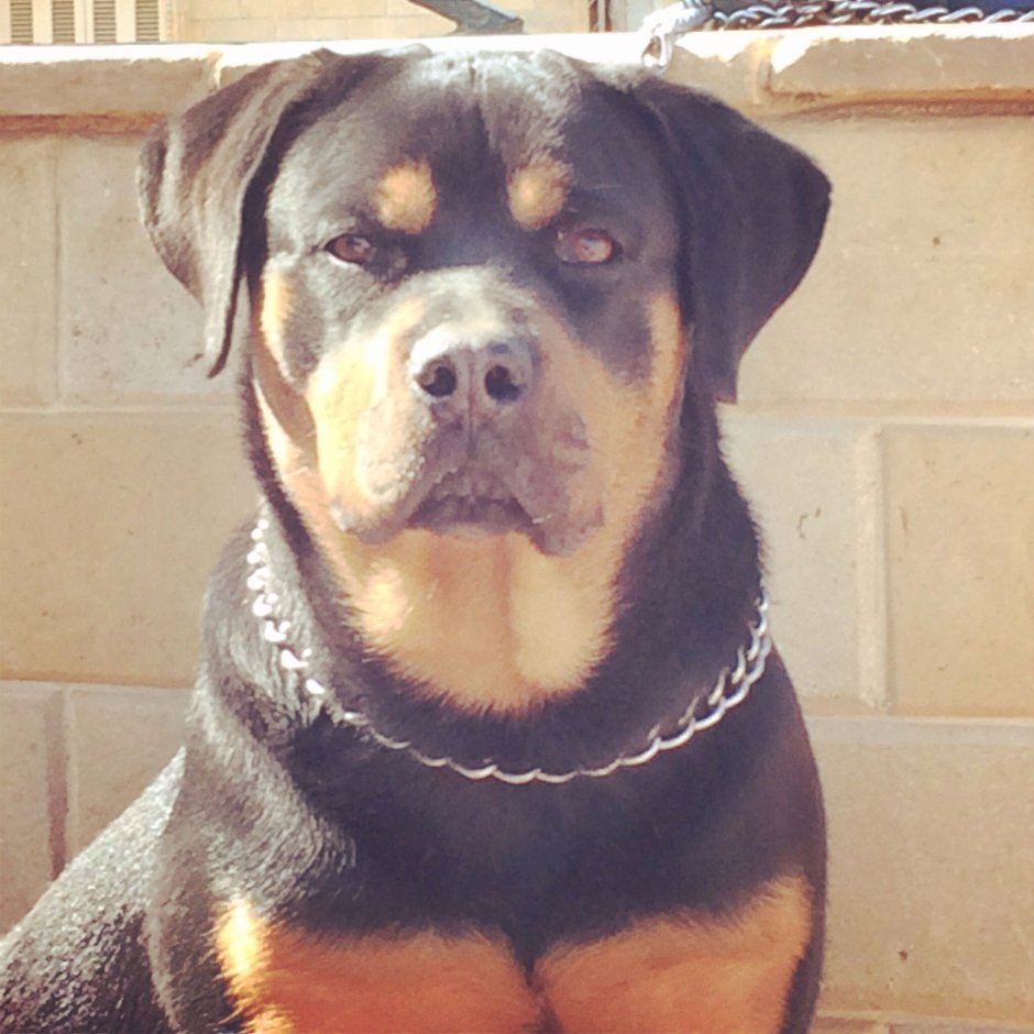 Ротвейлер Боевая собака