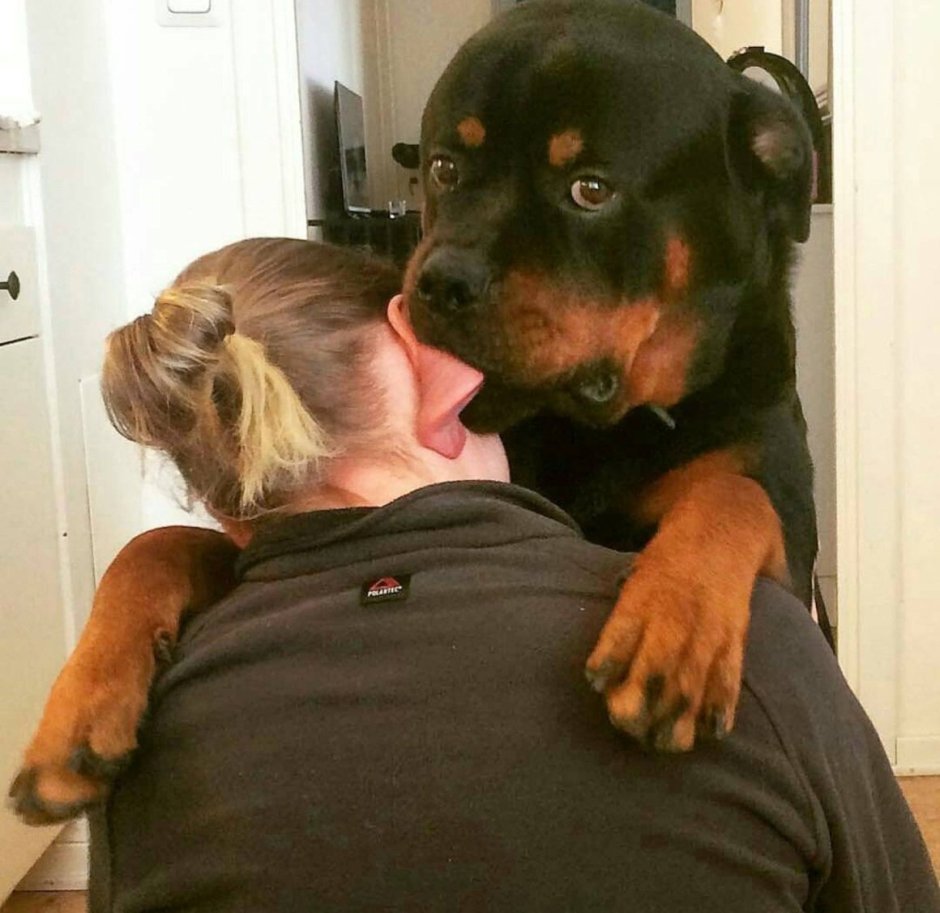 Собака ротвейлер Грозный