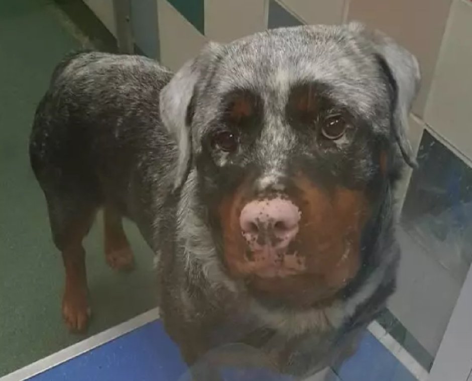 Ротвейлер с витилиго