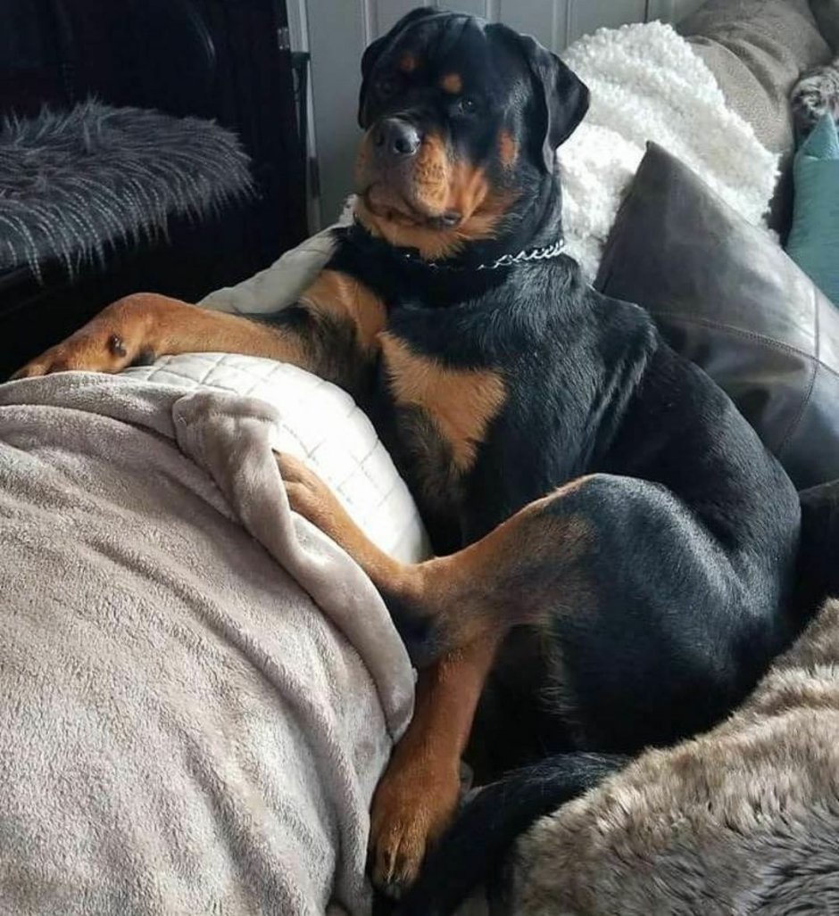 Собака болтун . Бесплатно