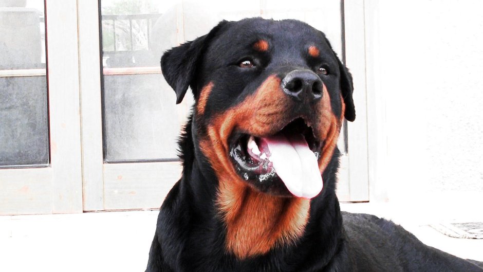 Цвергпинчер и Ягдтерьер сравнение