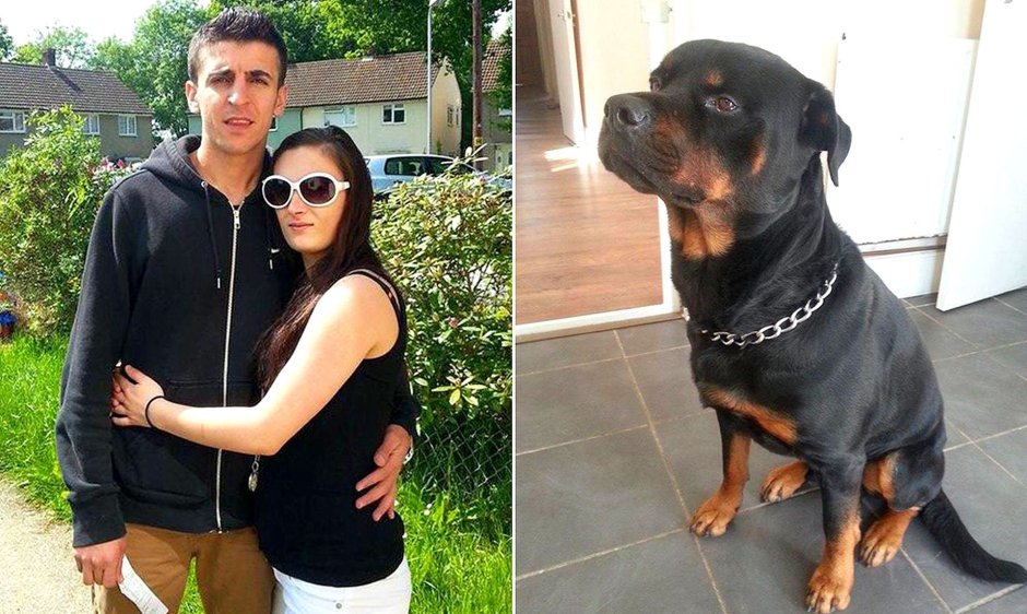 Цербер собака ротвейлер