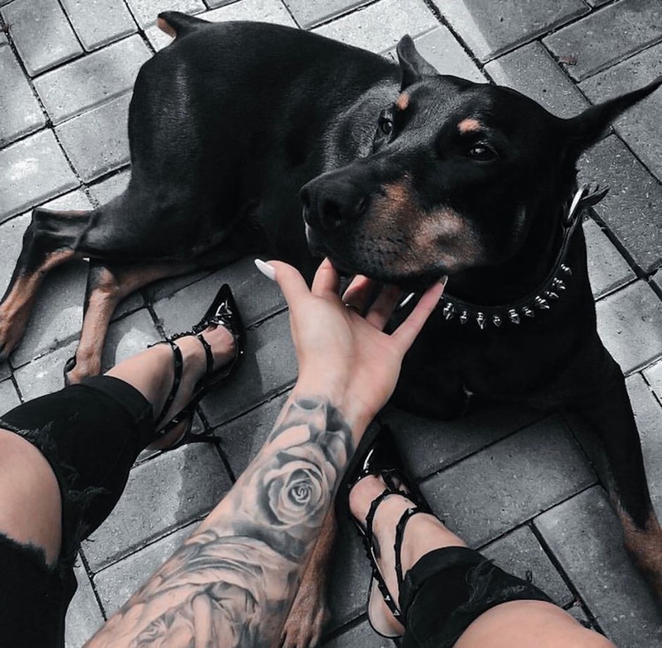 Питбуль ротвейлер Доберман