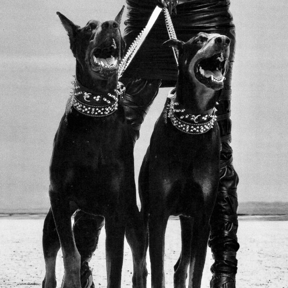 Собака ротвейлер с человеком