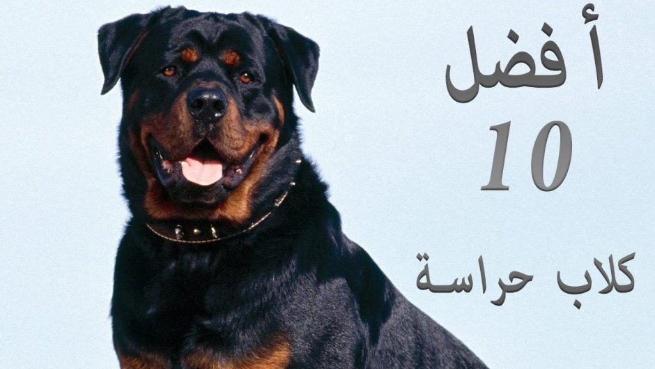 Ротвейлер Бьюдель