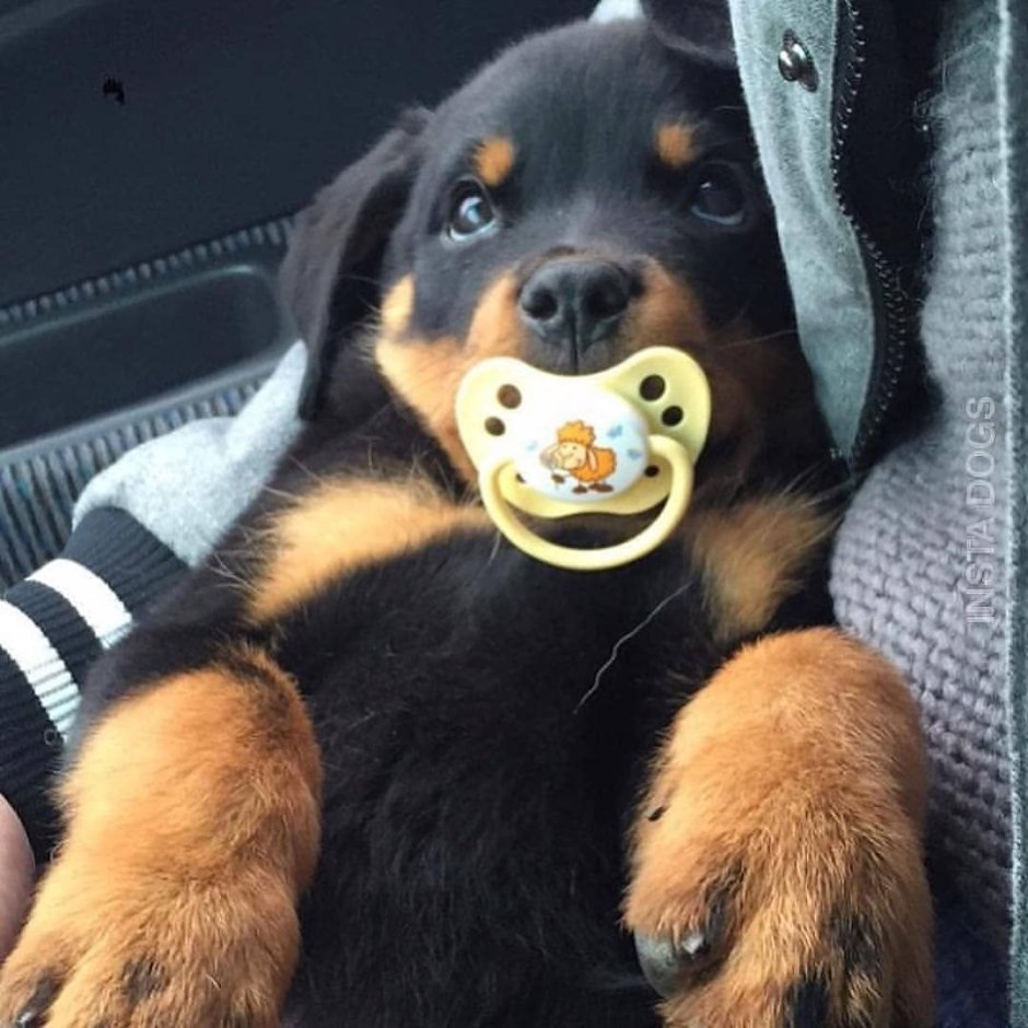 Ротвейлер Дюша