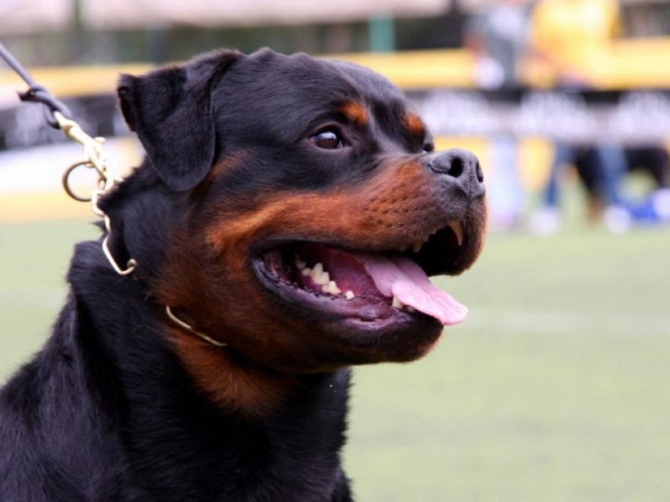 Сила укуса ротвейлера в кг