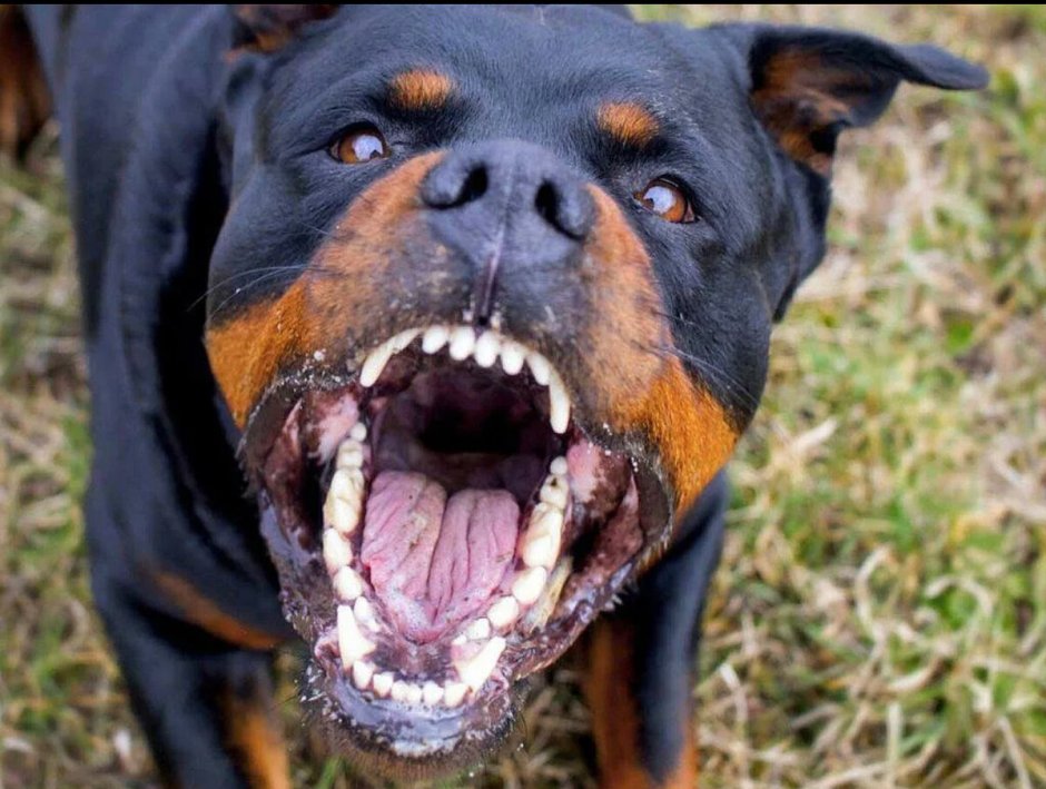 Собака ротвейлер оскал