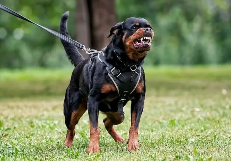 Ротвейлер щенок