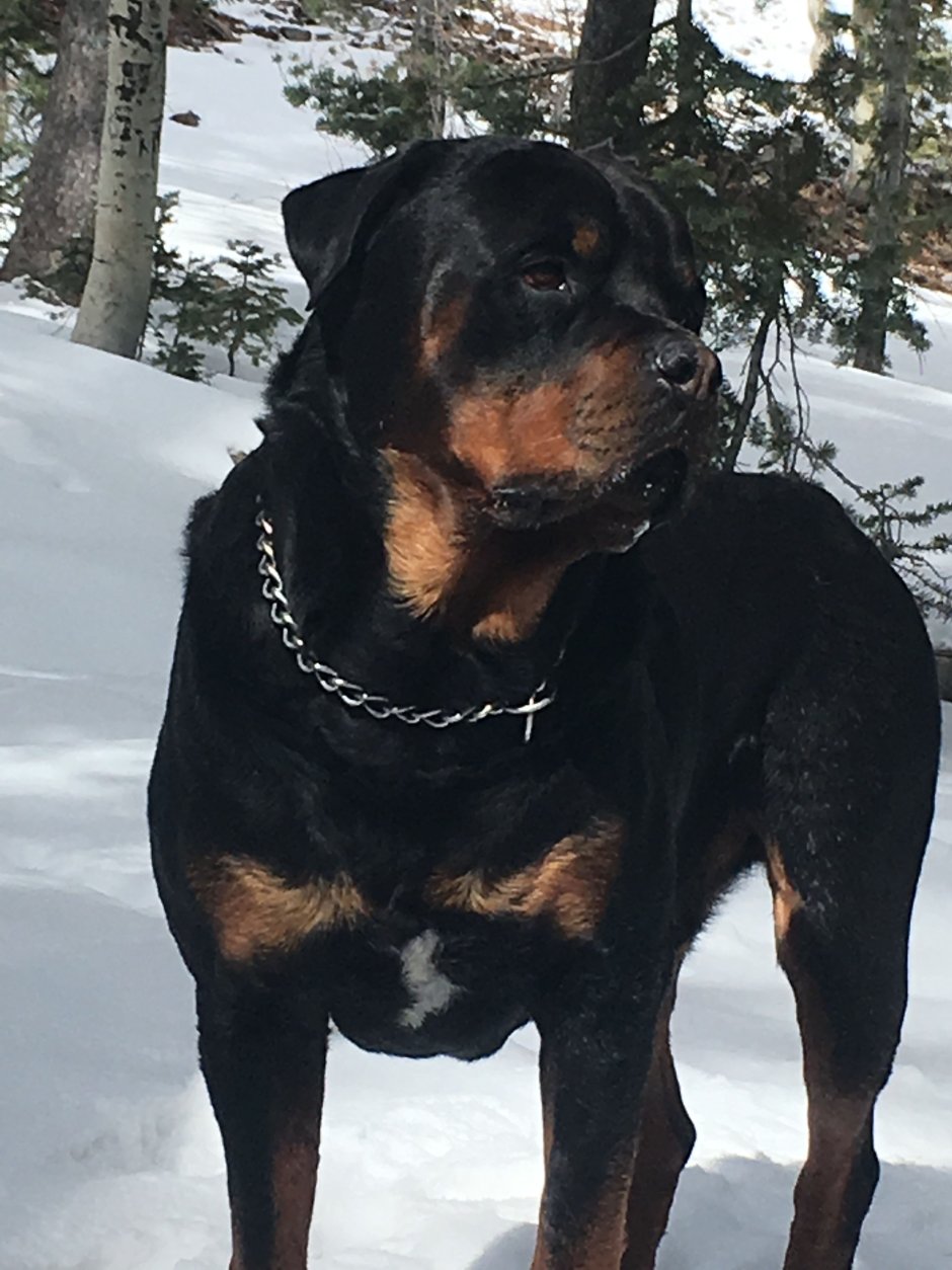 Веселый ротвейлер