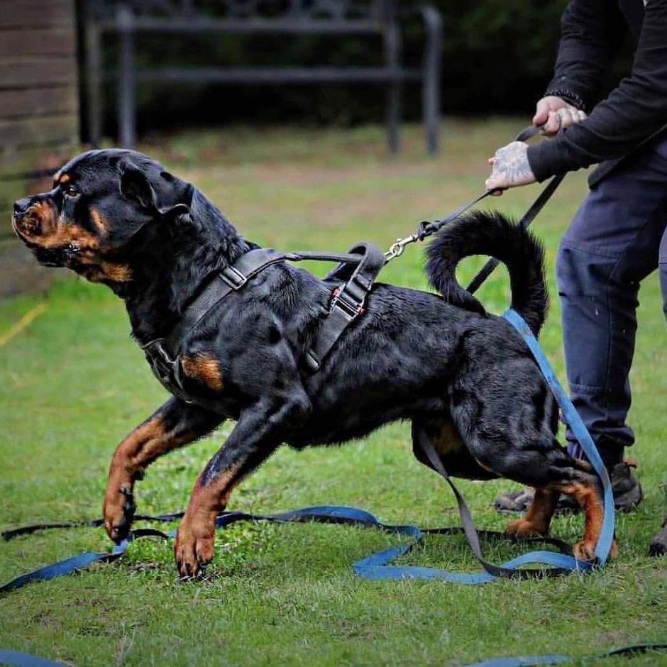 Золотистый ротвейлер