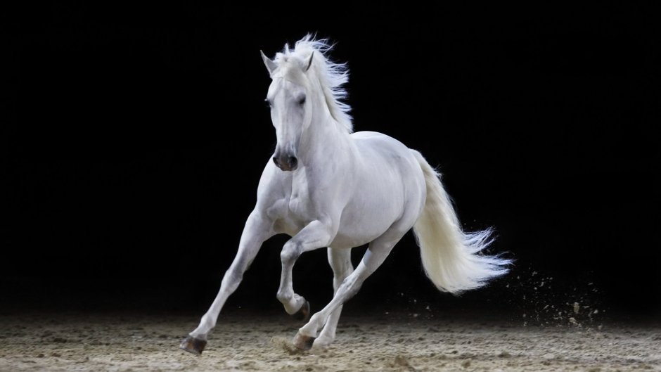 Белый конь галоп